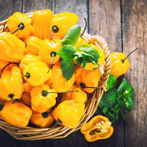Habanero Yellow(kg)
