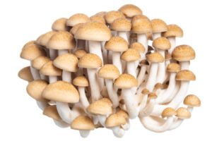 Shimeji Mushrooms(1pack)