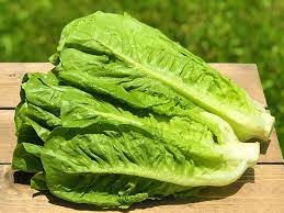Romaine Lettuce